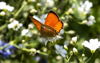 Lycaena virgaureae