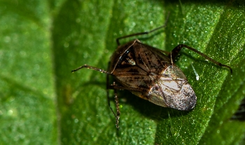 Lygus rugulipennis