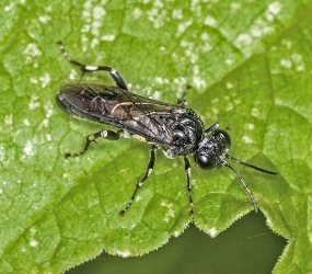 Macrophyra ribis