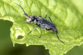 Malachius bipustulatus