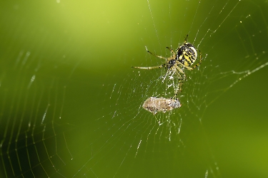 Mangora acalypha