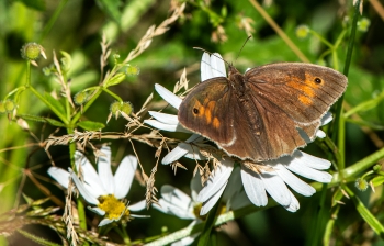 Maniola jurtina