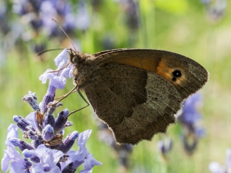 Maniola jurtina