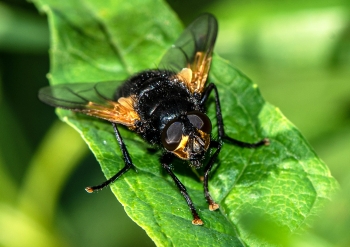 Mesembrina meridiana