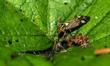 Miris striatus