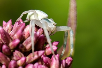 Misumena vatia