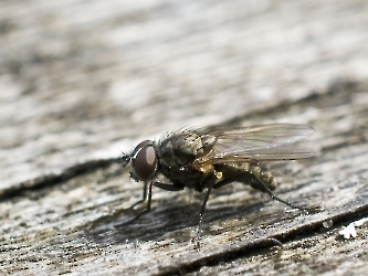 Musca domestica