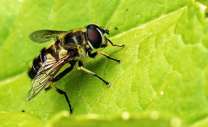 Myathropa florea