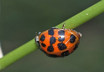 Myrrha octodecimguttata