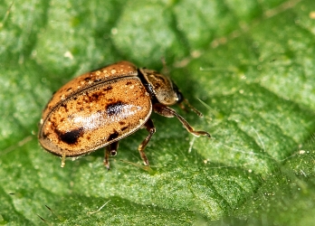 Myzia oblongoguttata