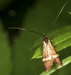 Nemophora degeerella