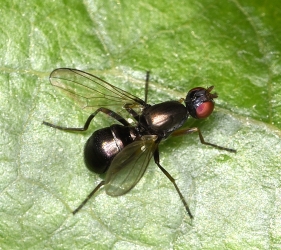 Nemopoda nitidula