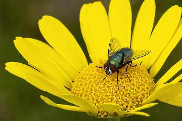 Neomyia viridescens