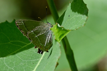 Neozephyrus quercus