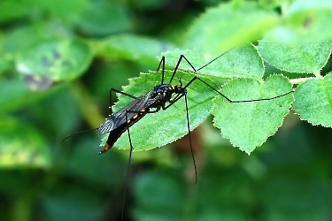 Nephrotoma crocata