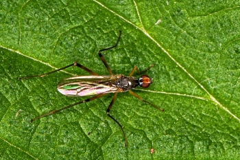 Neria cibaria