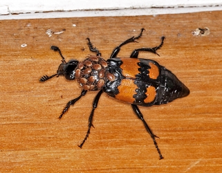 Nicrophorus vespilioides