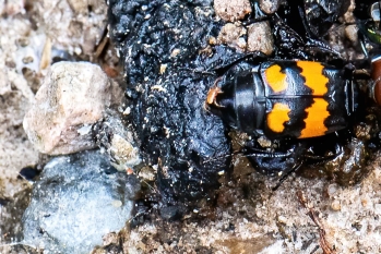 Nicrophorus vespillo