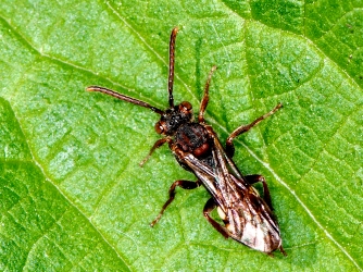 Nomada spec.