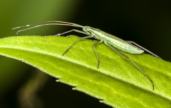 Notostira elongata