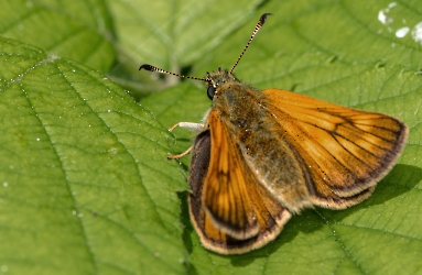 Ochlodes sylvanus