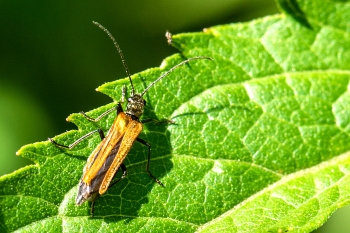 Oedemera femorata