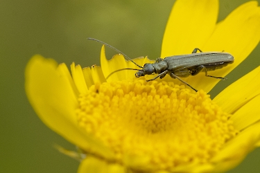 Oedemera virescens