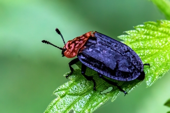 Oiceoptoma thoracicum