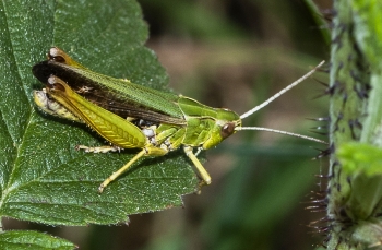 Omocestus viridulus