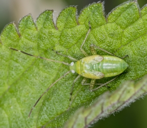 Oncotylus punctipes