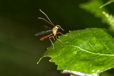 Ophion minutus