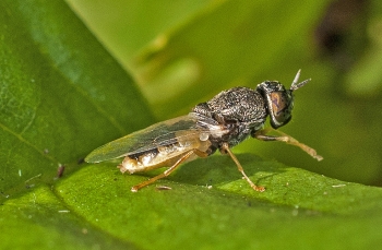 Oplodontha viridula