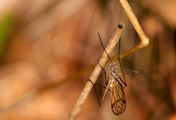 Ormosia lineata