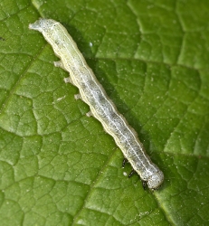 Orthosia cruda