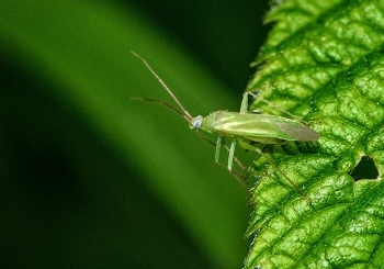 Orthothylis spec.