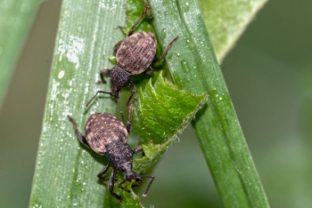 Otiorhynchus raucus