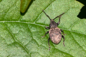 Otiorhynchus raucus