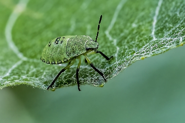 Palomena spec.