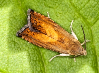 Pammene aurita