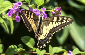 Papilio machaon