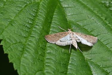 Parapoynx stratiotata