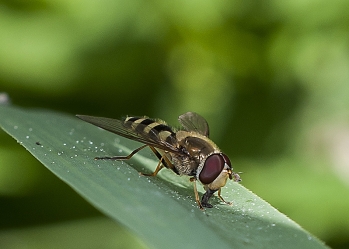 Parasyrphus punctulatus