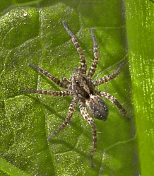 Pardosa amentata