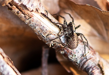 Pardosa saltans