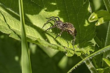 Pardosa spec.