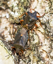 Pentatoma rufibes