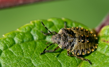 Pentatoma rufibes