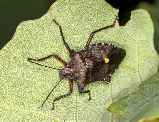 Pentatoma rufibes