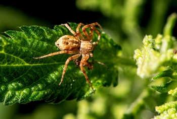 Philodromus spec.