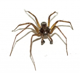 Philodromus spec.